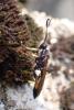 Ichneumon stramentor